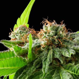 Afghan Haze Feminized Seeds