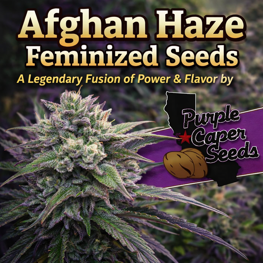 Afghan Haze Feminized Seeds – A Legendary Fusion of Power & Flavor by Purple Caper Seeds
