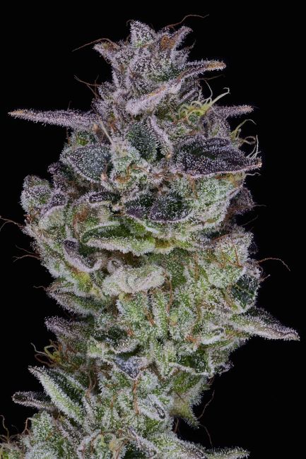 Orange Cake Feminized Seeds purple caper seeds