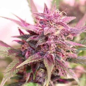 Purple Skunk Feminized Seeds