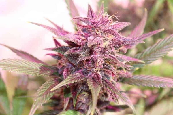Purple Skunk Feminized Seeds