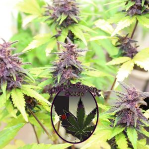 Runtz Cake Auto Feminized Seeds
