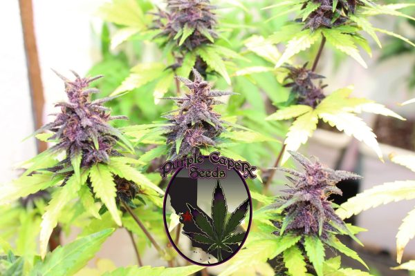 Runtz Cake Auto Feminized Seeds